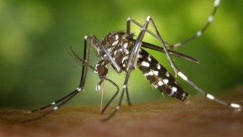 Dengue à La Réunion La baisse du nombre de cas se poursuit. Image 1